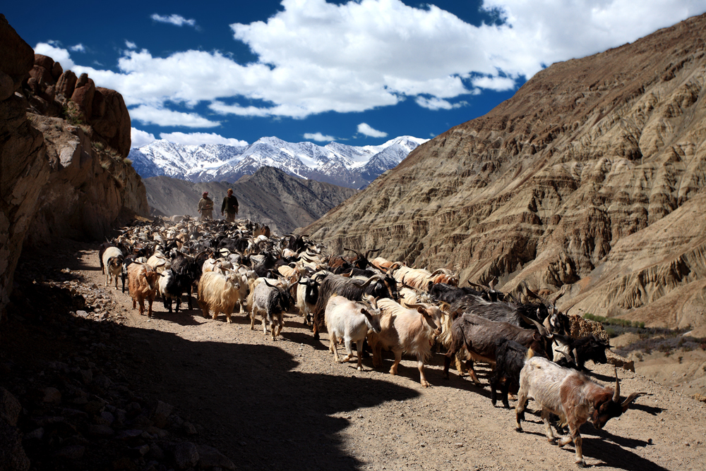 Flock of Goats - Hemis Shukpachan